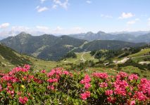 Sommer - Land Salzburg