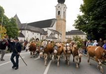 Almabtrieb im Salzburgerland